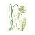 thumbnail image 1 of Vision Studio 'Antique Seaweed Composition IV' Canvas Art, 1 of 3