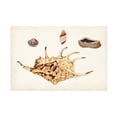 thumbnail image 1 of Vision Studio 'Antique Shell Anthology II' Canvas Art, 1 of 3