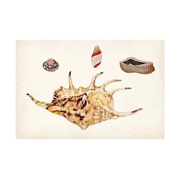 Vision Studio 'Antique Shell Anthology II' Canvas Art