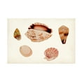 thumbnail image 1 of Vision Studio 'Antique Shell Anthology VI' Canvas Art, 1 of 3