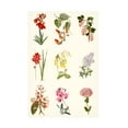 thumbnail image 1 of Vision Studio 'Botanical Array Chart' Canvas Art, 1 of 3