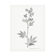 thumbnail image 1 of Vision Studio 'Botanical Imprint II' Canvas Art, 1 of 3