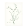 thumbnail image 1 of Vision Studio 'Botanical Study in Sage VII' Canvas Art, 1 of 3