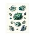 thumbnail image 1 of Vision Studio 'Celadon Shells II' Canvas Art, 1 of 4