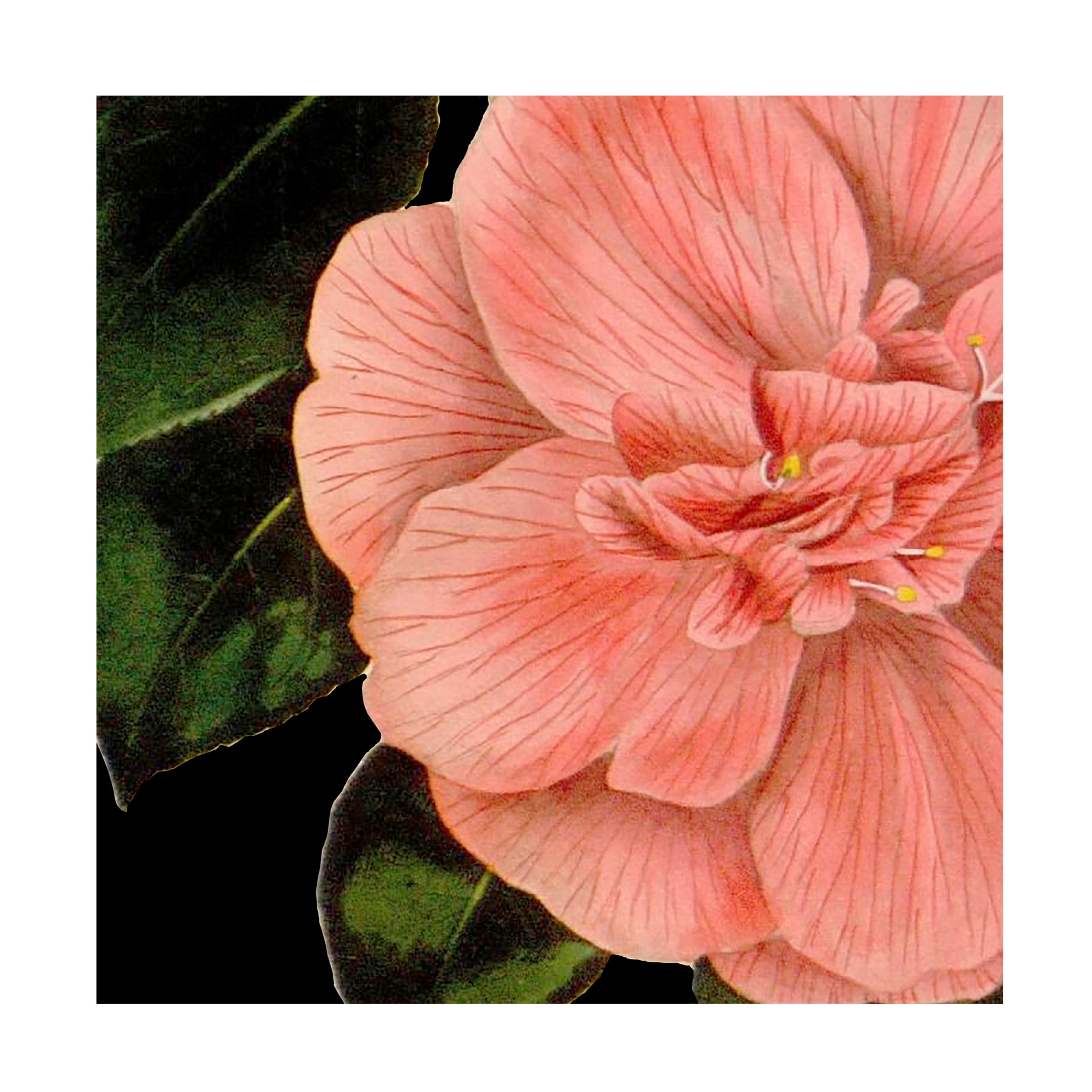 Vision Studio 'Dramatic Camellia I' Canvas Art