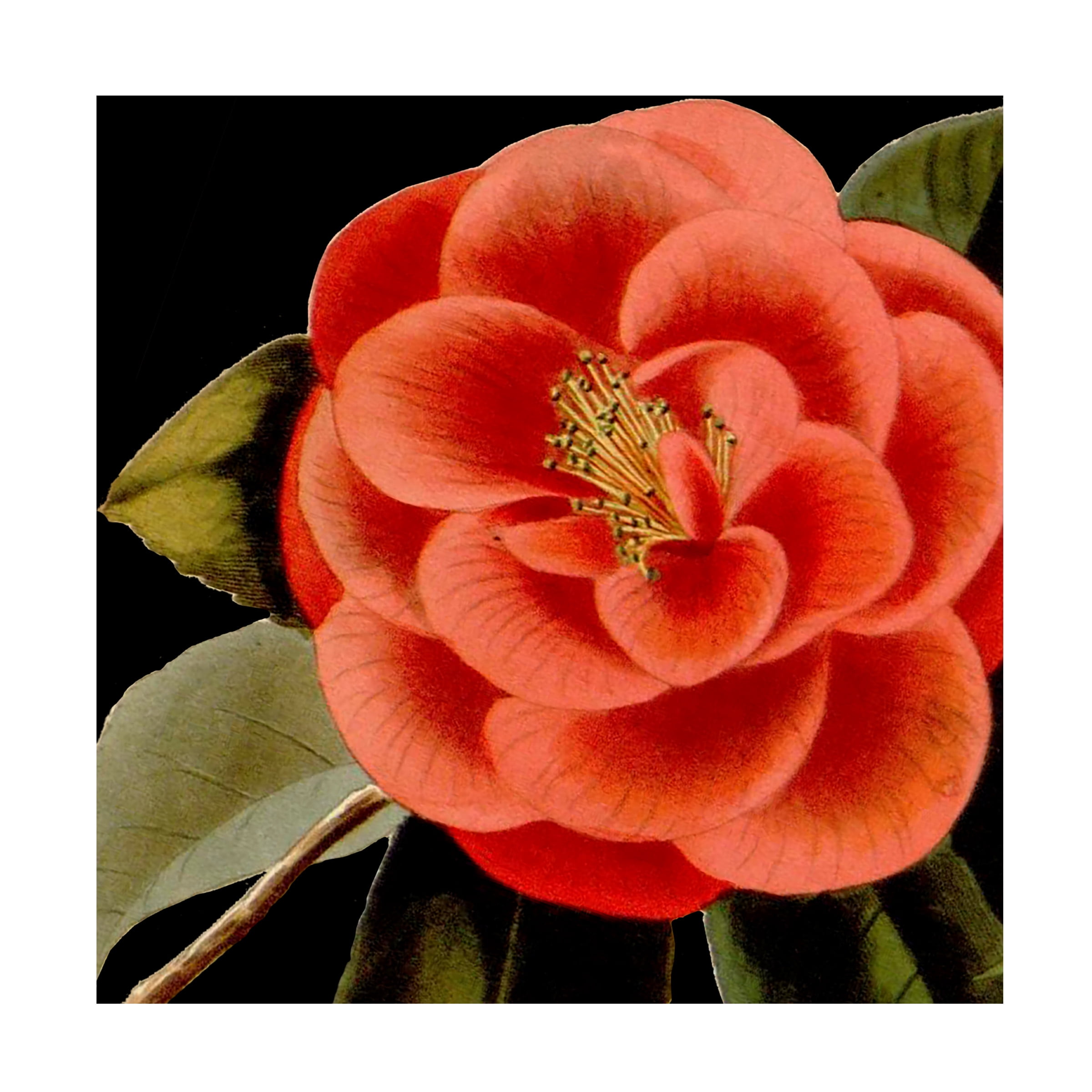 Vision Studio 'Dramatic Camellia III' Canvas Art