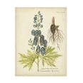 thumbnail image 1 of Vision Studio 'Eloquent Botanical II' Canvas Art, 1 of 1