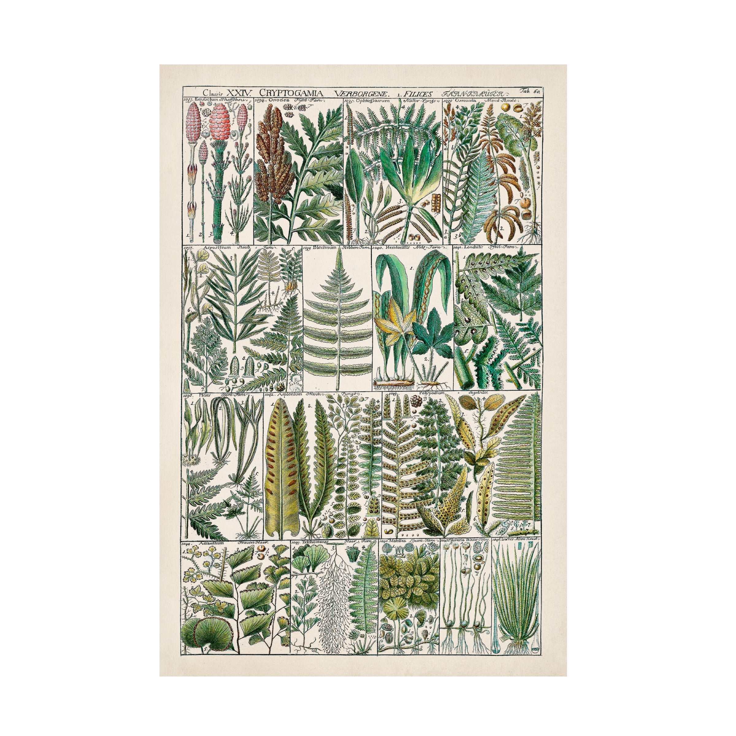 Vision Studio 'Fern Chart' Canvas Art