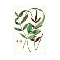 thumbnail image 1 of Vision Studio 'Fern Foliage II' Canvas Art, 1 of 3