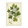 thumbnail image 1 of Vision Studio 'Flowering VIburnum II' Canvas Art, 1 of 3