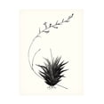 thumbnail image 1 of Vision Studio 'Graphic Succulents I' Canvas Art, 1 of 3