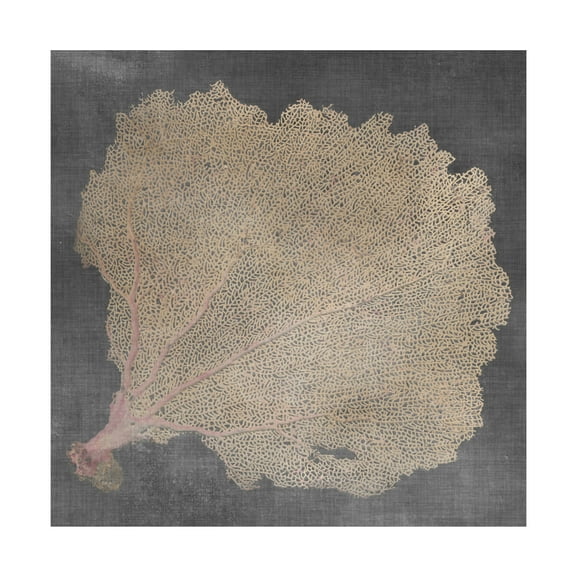 Vision Studio 'Natural Sea Fan V' Canvas Art