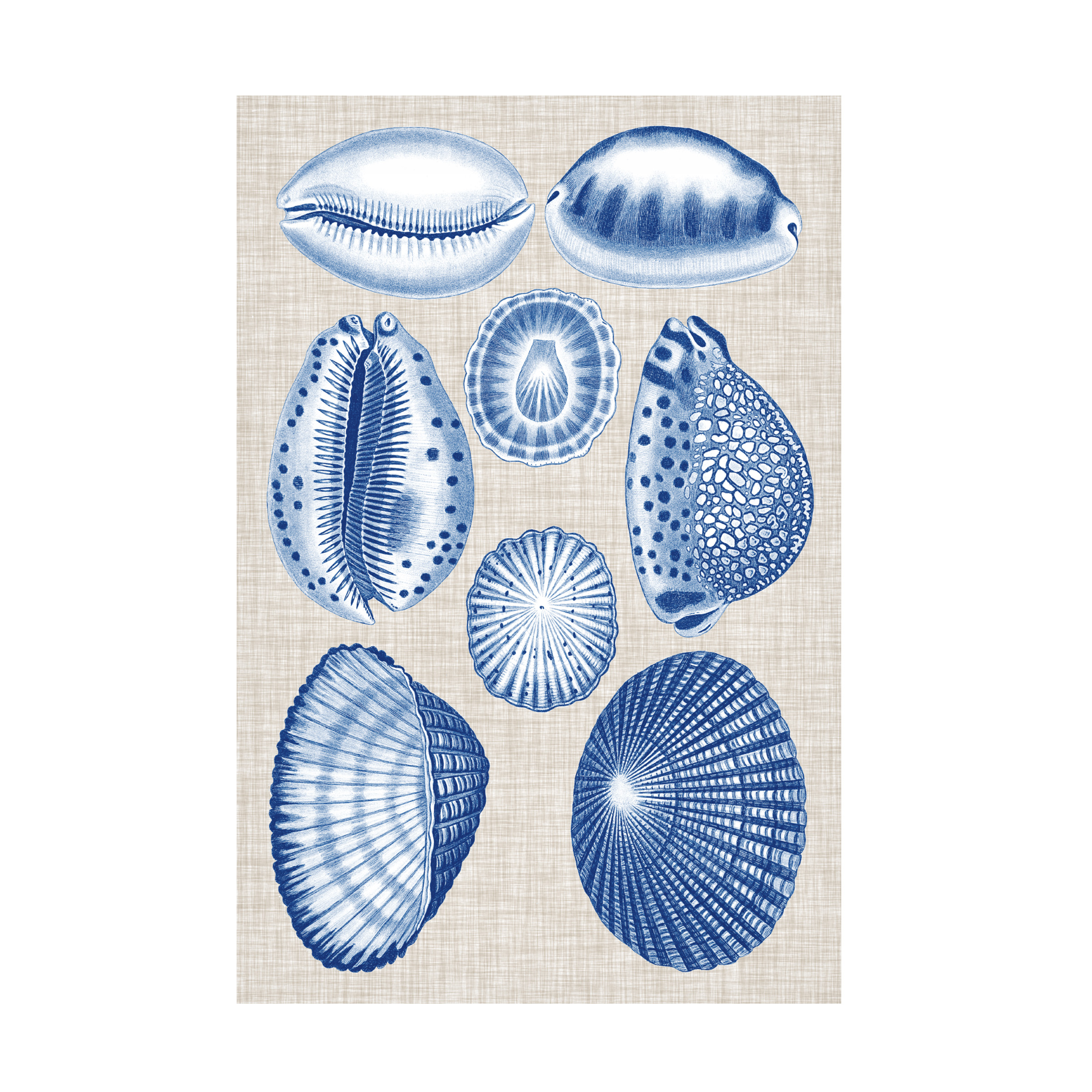 Vision Studio 'Navy And Linen Shells I' Canvas Art