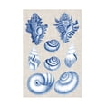 thumbnail image 1 of Vision Studio 'Navy And Linen Shells IV' Canvas Art, 1 of 3
