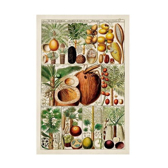 Vision Studio 'Palm Tree Chart' Canvas Art