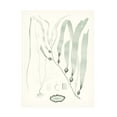 thumbnail image 1 of Vision Studio 'Sage Green Seaweed III' Canvas Art, 1 of 3