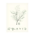 thumbnail image 1 of Vision Studio 'Sage Green Seaweed VII' Canvas Art, 1 of 3