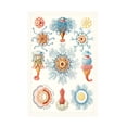 thumbnail image 1 of Vision Studio 'Sealife Species II' Canvas Art, 1 of 4