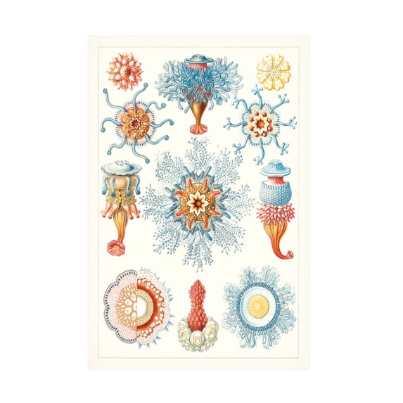 Vision Studio 'Sealife Species II' Canvas Art