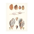 thumbnail image 1 of Vision Studio 'Shell Collection II' Canvas Art, 1 of 3