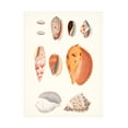 thumbnail image 1 of Vision Studio 'Shell Collection III' Canvas Art, 1 of 3