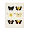 thumbnail image 1 of Vision Studio 'VIntage Butterflies I' Canvas Art, 1 of 3