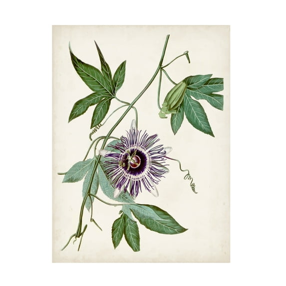 Vision Studio 'Vintage Passionflower II' Canvas Art