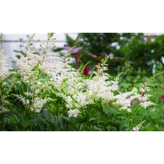 Visions in White Astilbe - Shade Perennial - Gallon Pot