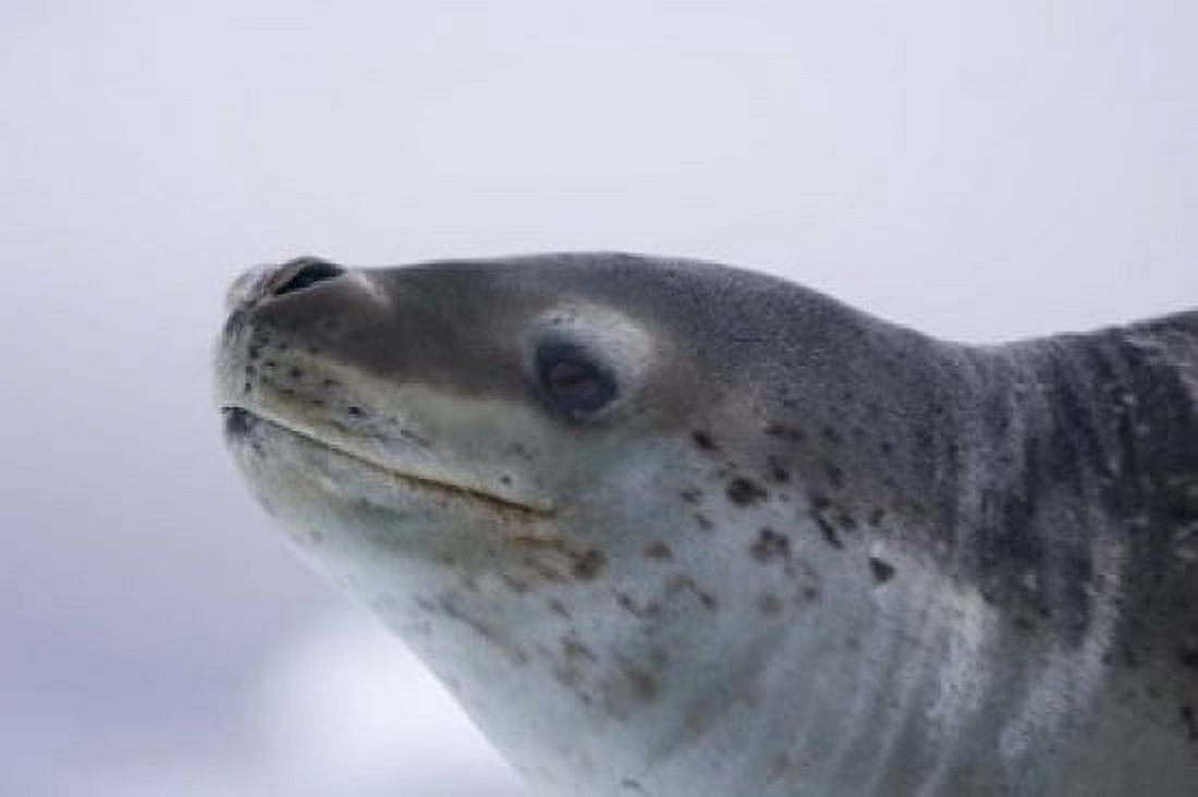 Visitors Get Close-up View of Leopard Seal on Iceberg in Cierva Cove Antarctic Peninsula Canvas Art - Hugh Rose DanitaDelimont (17 x 11)