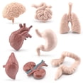 thumbnail image 1 of Visland 8Pcs/Set Organ Model Toy PVC Brain Lungs Small/Large Intestine Stomach Solid Model Early Learning Educational Toy Simulation Heart Model Human Body Science Toys Children Toy Gift, 1 of 7