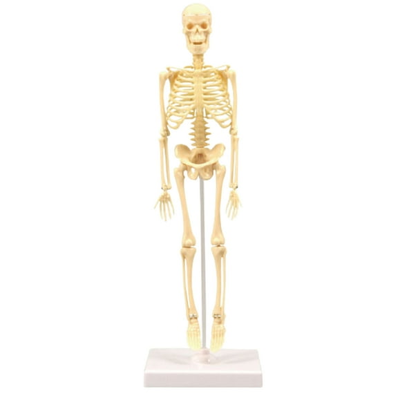 Visland Human Skeleton Model for Anatomy Mini Human Skeleton Model for Kids to Edicational