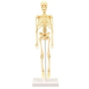 Visland Human Skeleton Model for Anatomy Mini Human Skeleton Model for Kids to Edicational