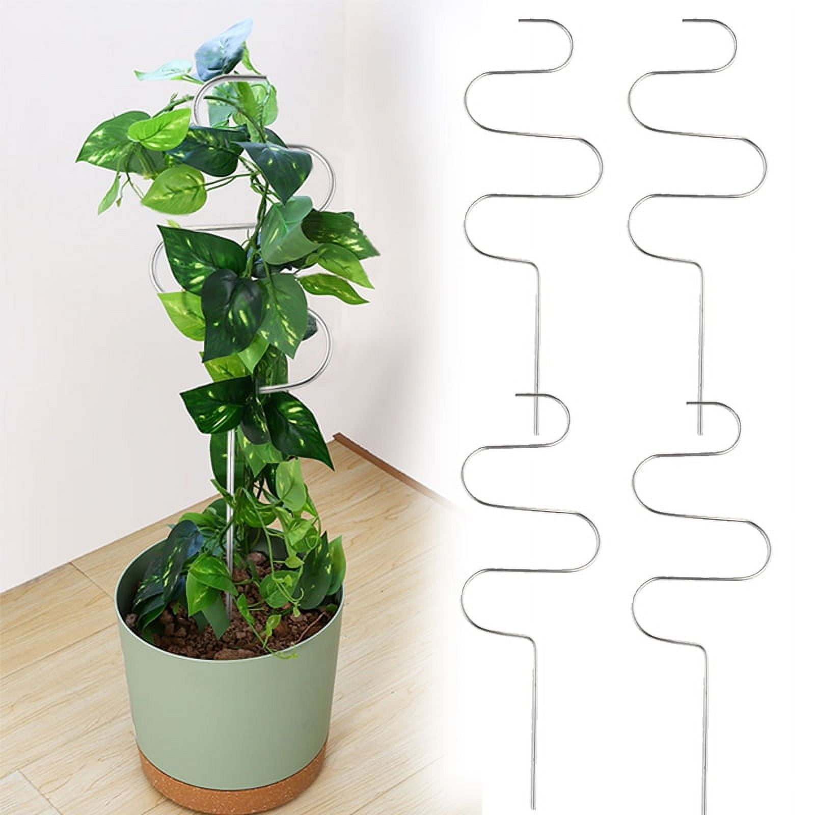 bean plant indoor MAGIC BEAN PLANT 140MM