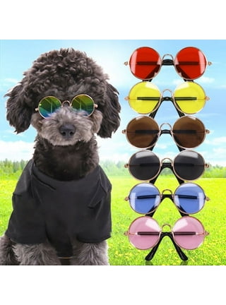 Dog With Sunglasses On