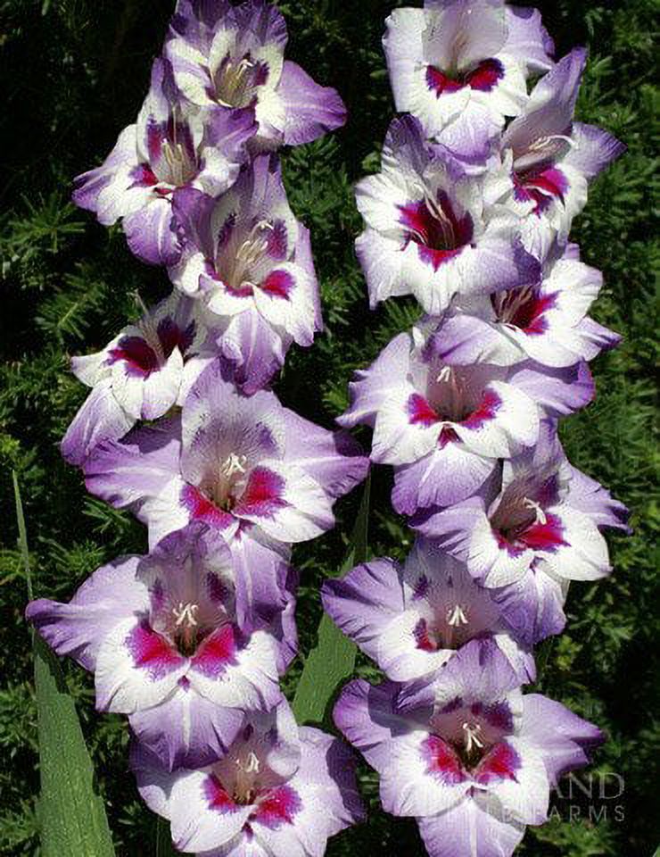 Vista Hybrid Gladiolus