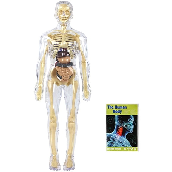 Visual Human Anatomy Model Toy With Organs And Bone Science Exploration Set For School Classroom Study