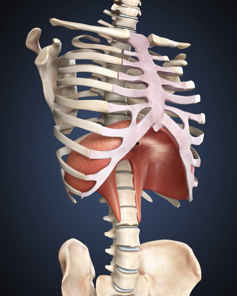 Visualization of human diaphragm Canvas Art - Stocktrek Images (13 x 16)
