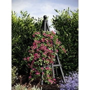 Vita Charcoal Cedar Obelisk Trellis