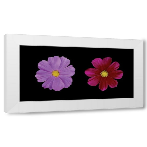 Vitaly Geyman 14x9 White Modern Wood Framed Wall Art Titled - Cosmos Flower Duet