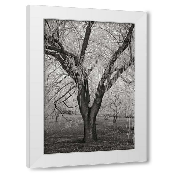 Vitaly Geyman 17x24 White Modern Wood Framed Wall Art Titled - Winters Palace VII BandW