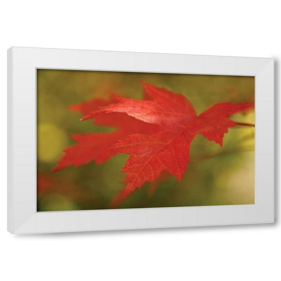 Vitaly Geyman 18x13 White Modern Wood Framed Wall Art Titled - Maple Fire Leaves II