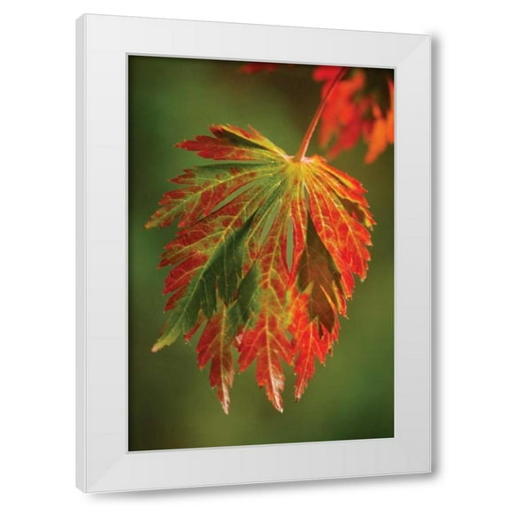 Vitaly Geyman 23x32 White Modern Wood Framed Wall Art Titled - Autumn Leaf Paradise I