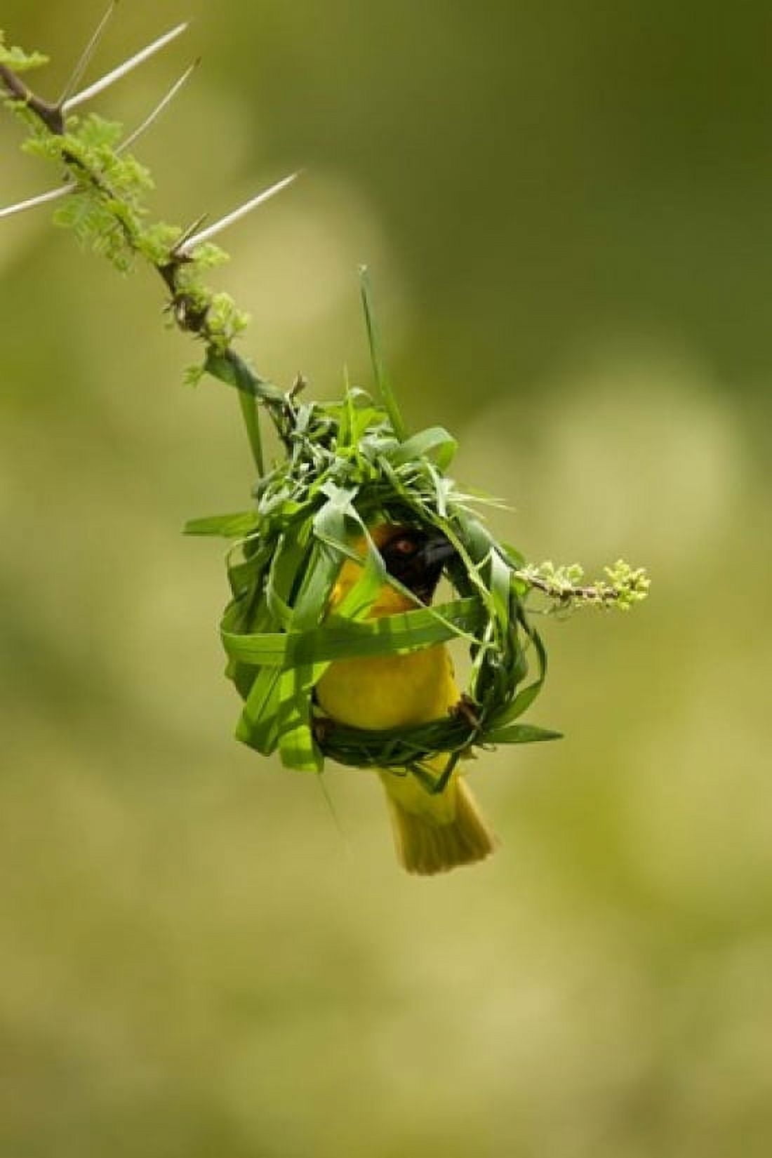 Vitelline Masked Weaver Samburu NP Kenya Canvas Art - Joe & Mary Ann McDonald DanitaDelimont (23 x 34)