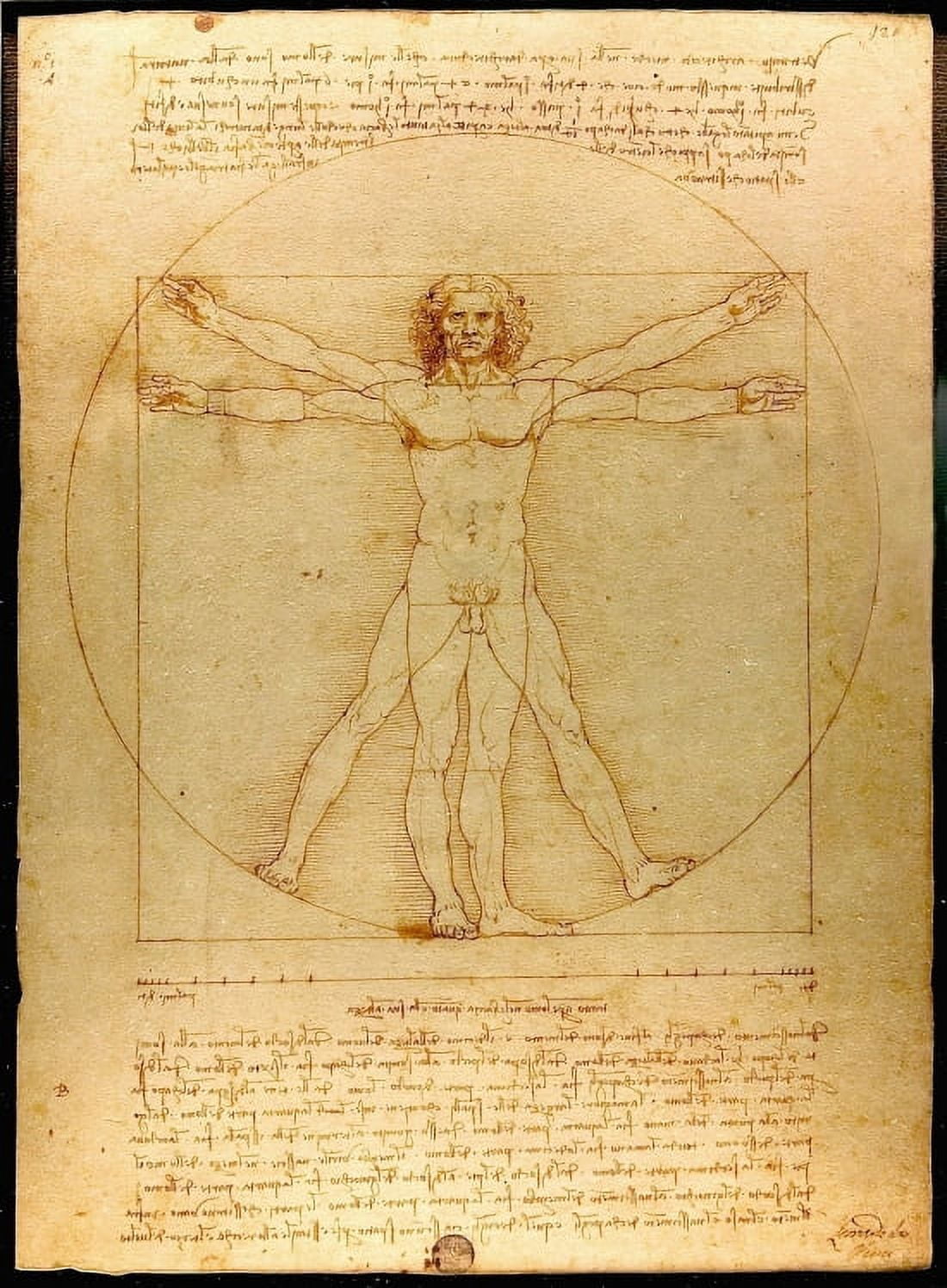 Vitruvian Man Canvas Art - Leonardo Da Vinci (24 x 36)