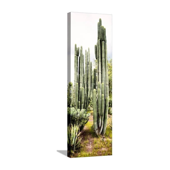 Viva Mexico Panoramic Collection  Cactus IV, Botanical World Culture Stretched Canvas Wall Art by Philippe Hugonnard  Sold by ArtCom