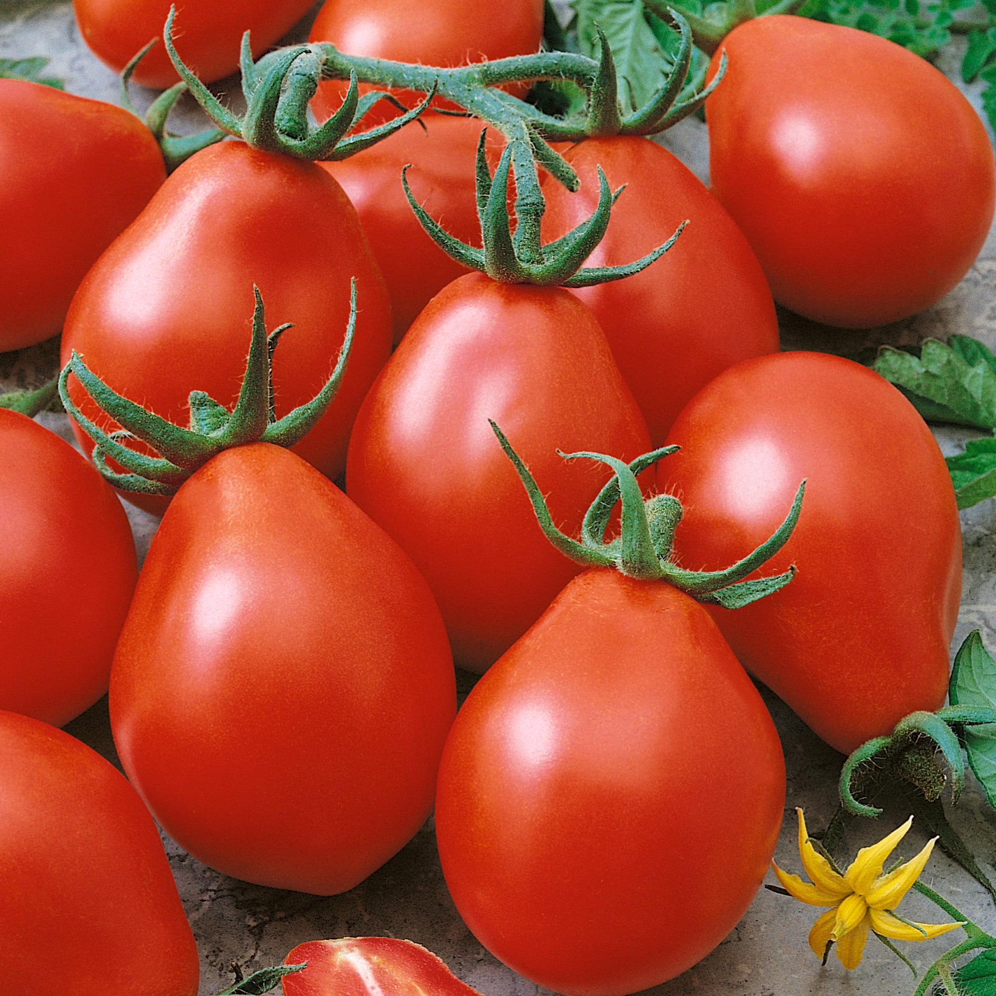 Viva Salsa F1 Hybrid Tomato Seeds - 0.25 Oz ~1700 Seeds - Non-GMO, F1 Hybrid - Vegetable Garden - Lycopersicon esculentum