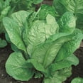 thumbnail image 1 of Vivian Romaine Lettuce Seeds - 1 Lb ~400000 Seeds - Non-GMO, Heirloom - Vegetable Garden - Lactuca sativa, 1 of 1