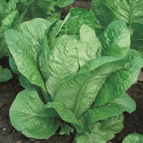 Vivian Romaine Lettuce Seeds - 1 g Packet ~850 Seeds - Non-GMO, Heirloom - Vegetable Garden - Lactuca sativa