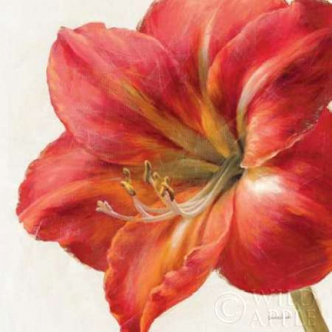 Vivid Amaryllis Canvas Art - Danhui Nai (24 x 24)