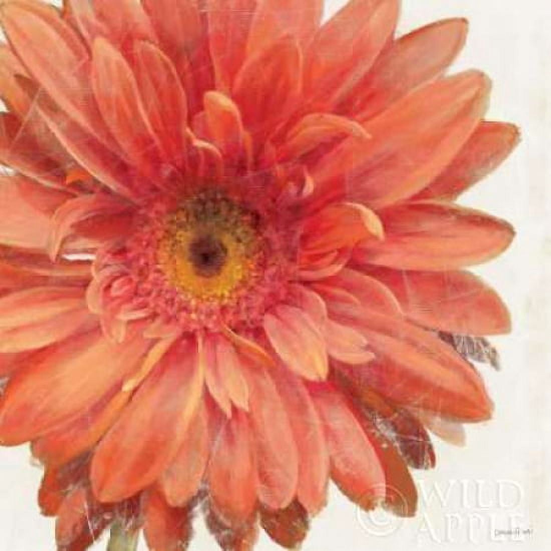 Vivid Daisy Canvas Art - Danhui Nai (24 x 24)